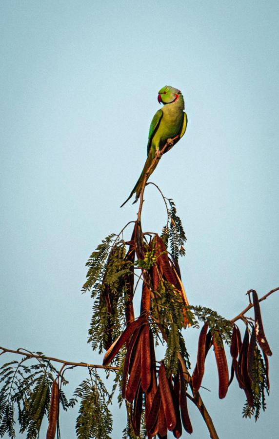 Shivpurī Tranquilityヴィラ エクステリア 写真